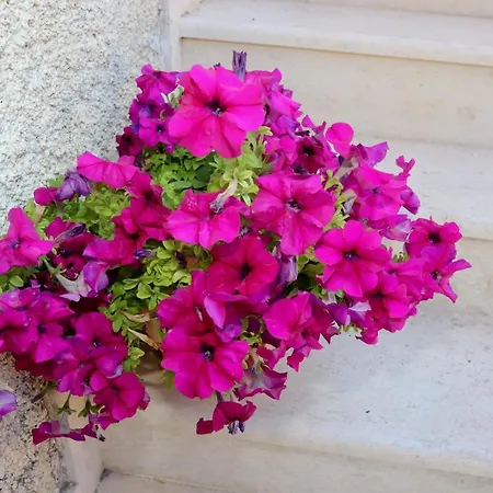 Alexis & Loula דירה Arkadades