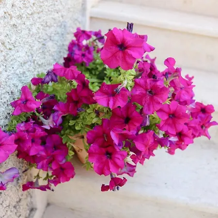 Alexis & Loula דירה *