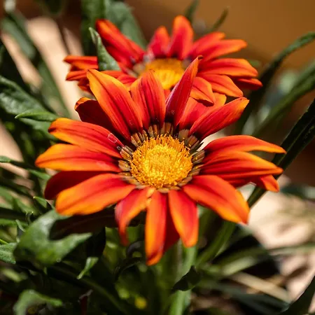 Alexis & Loula דירה Arkadades