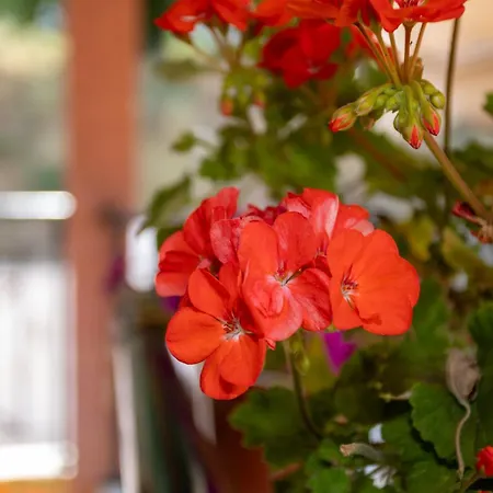 Alexis & Loula דירה *