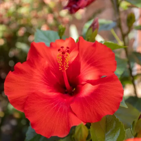 Alexis & Loula דירה